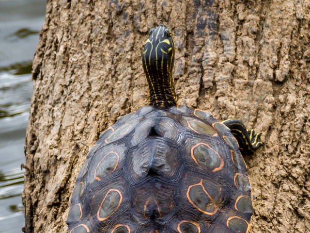 亀マニア絶賛ランキング BEST17 8位：ワモンチズガメ