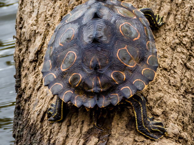 亀マニア絶賛ランキング BEST17 8位：ワモンチズガメ