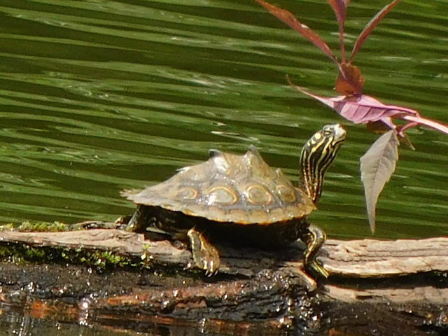 亀マニア絶賛ランキング BEST17 8位：ワモンチズガメ