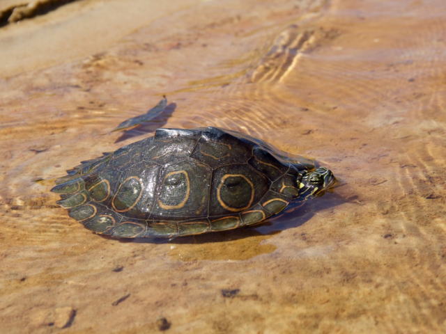 亀マニア絶賛ランキング BEST17 8位：ワモンチズガメ