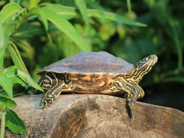 亀マニア絶賛ランキング BEST17 8位：ワモンチズガメ