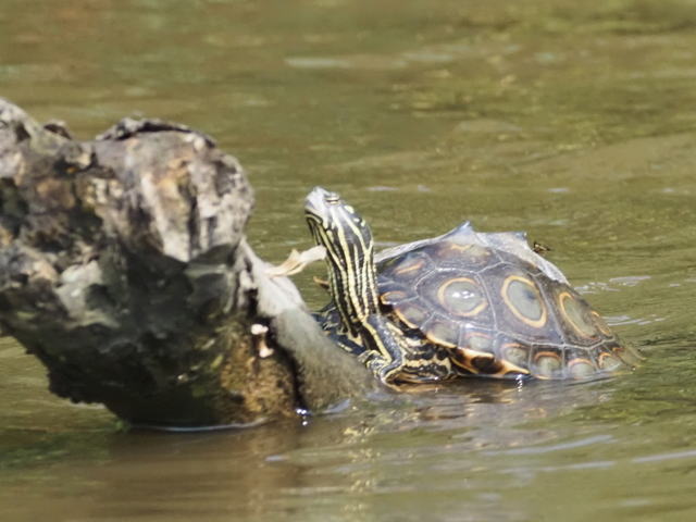 亀マニア絶賛ランキング BEST17 8位：ワモンチズガメ