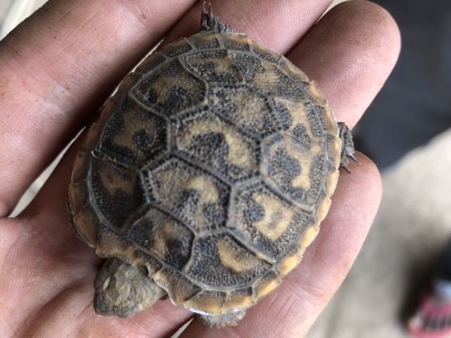 亀マニア絶賛ランキング BEST17 12位：パンケーキリクガメ