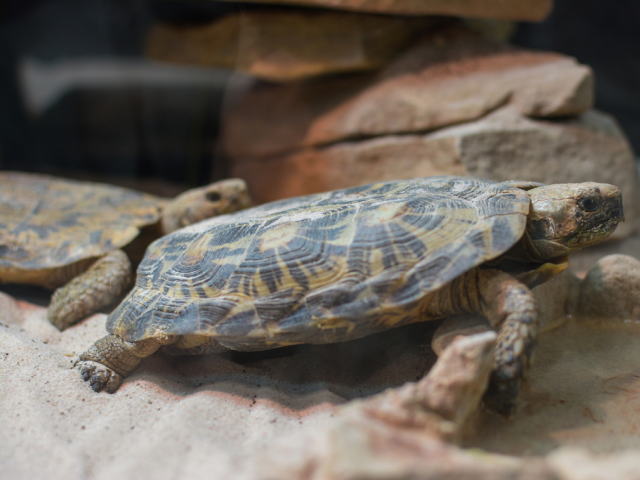 亀マニア絶賛ランキング BEST17 12位：パンケーキリクガメ