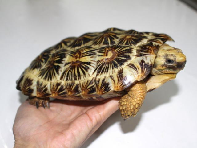 亀マニア絶賛ランキング BEST17 12位：パンケーキリクガメ