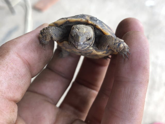 亀マニア絶賛ランキング BEST17 12位：パンケーキリクガメ