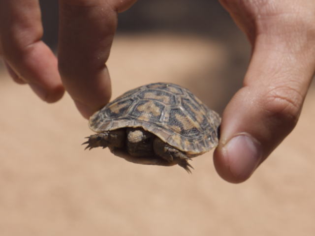 亀マニア絶賛ランキング BEST17 12位：パンケーキリクガメ