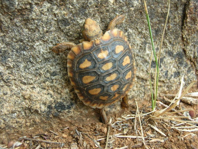 亀マニア絶賛ランキング BEST17 12位：パンケーキリクガメ