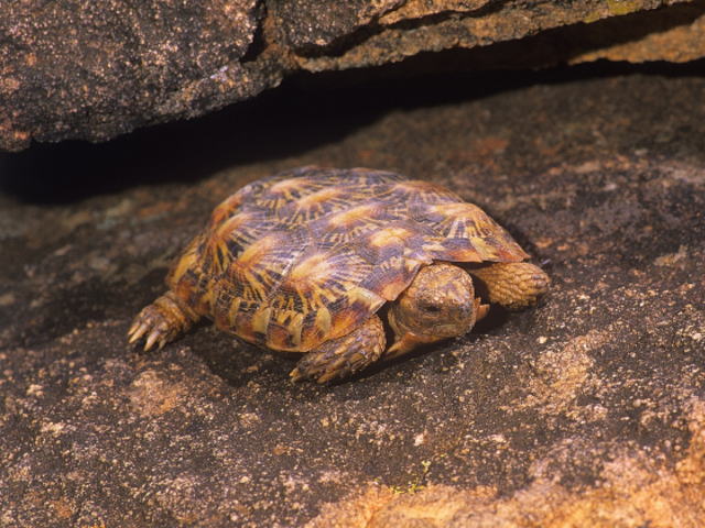 亀マニア絶賛ランキング BEST17 12位：パンケーキリクガメ