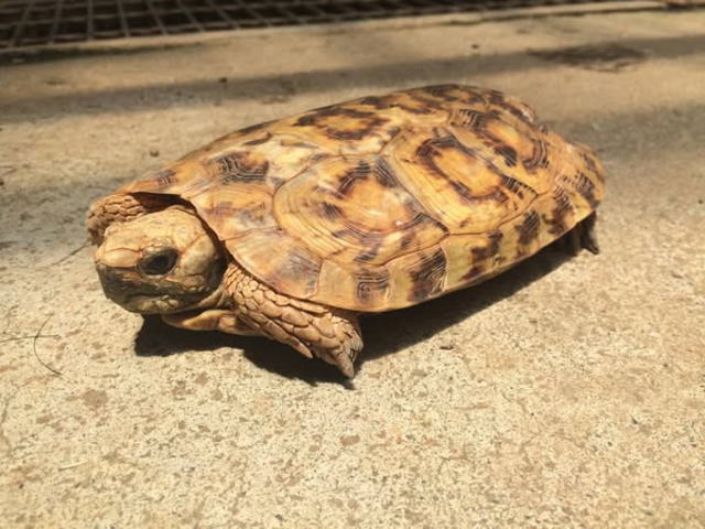 亀マニア絶賛ランキング BEST17 12位：パンケーキリクガメ