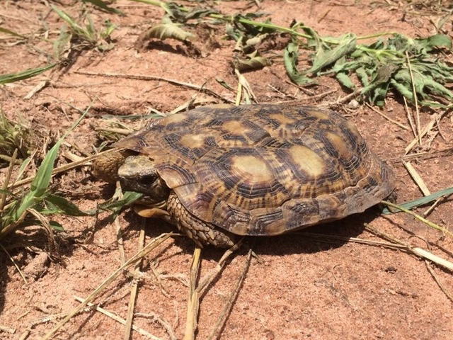 亀マニア絶賛ランキング BEST17 12位：パンケーキリクガメ