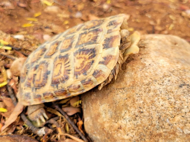 亀マニア絶賛ランキング BEST17 12位：パンケーキリクガメ