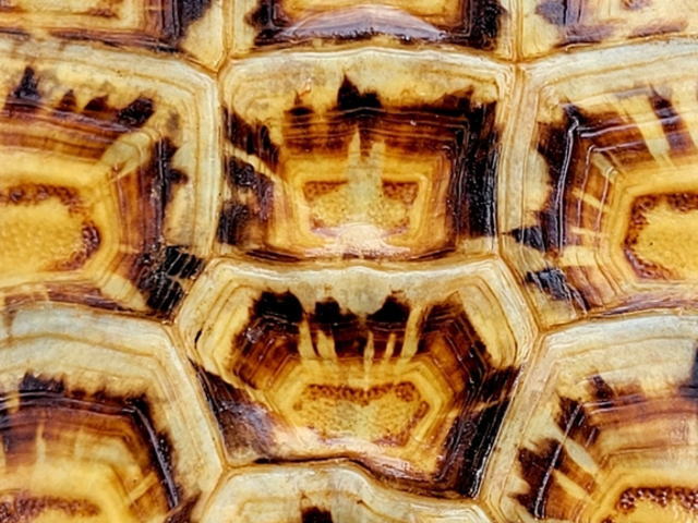 亀マニア絶賛ランキング BEST17 12位：パンケーキリクガメ