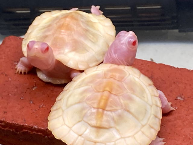 亀マニア絶賛ランキング BEST17 4位：スノーアルビノアカミミガメ