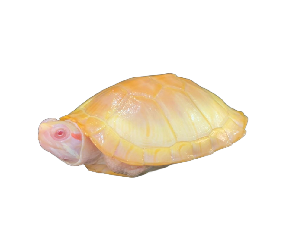 亀マニア絶賛ランキング BEST17 4位：スノーアルビノアカミミガメ