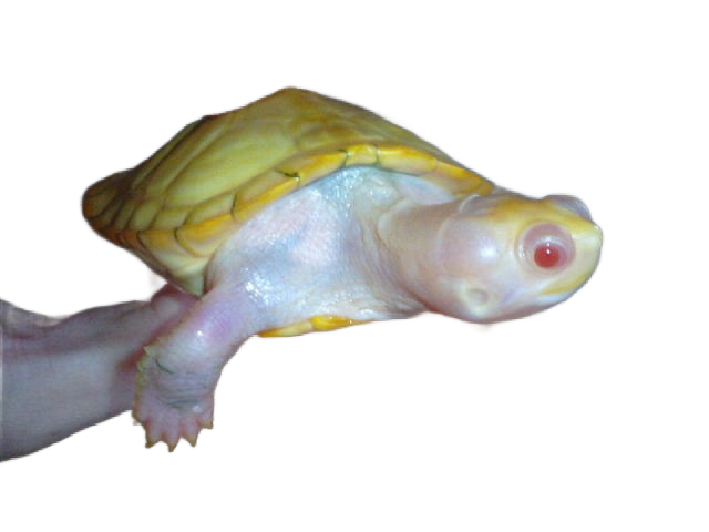 亀マニア絶賛ランキング BEST17 4位：スノーアルビノアカミミガメ