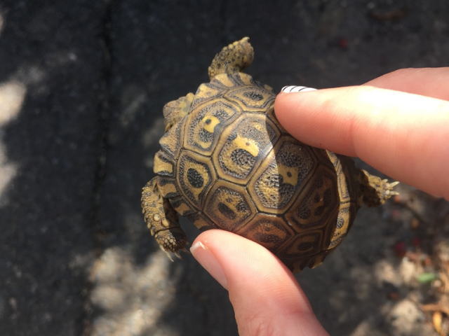 亀マニア絶賛ランキング BEST17 16位：ヒョウモンガメ（ヒョウモンリクガメ）