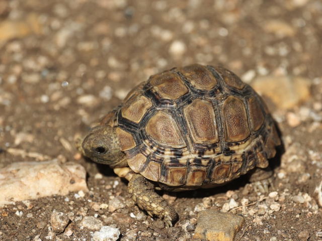 亀マニア絶賛ランキング BEST17 16位：ヒョウモンガメ（ヒョウモンリクガメ）