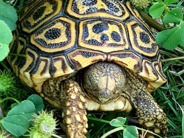 亀マニア絶賛ランキング BEST17 16位：ヒョウモンガメ（ヒョウモンリクガメ）