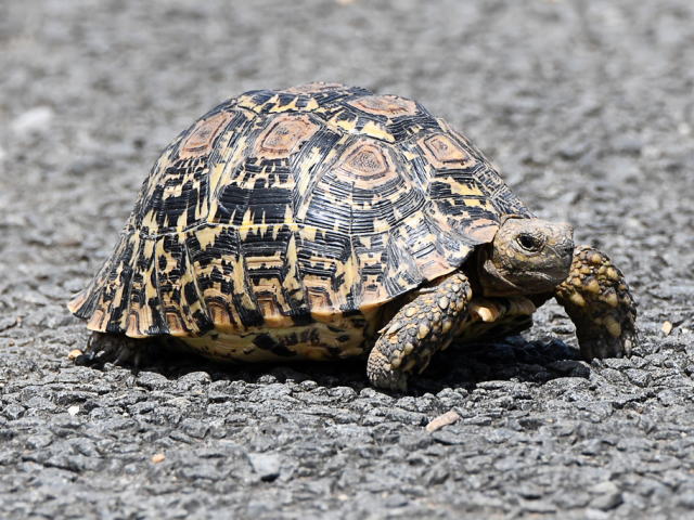 亀マニア絶賛ランキング BEST17 16位：ヒョウモンガメ（ヒョウモンリクガメ）