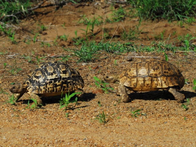 亀マニア絶賛ランキング BEST17 16位：ヒョウモンガメ（ヒョウモンリクガメ）