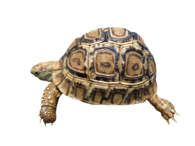 亀マニア絶賛ランキング BEST17 16位：ヒョウモンガメ（ヒョウモンリクガメ）