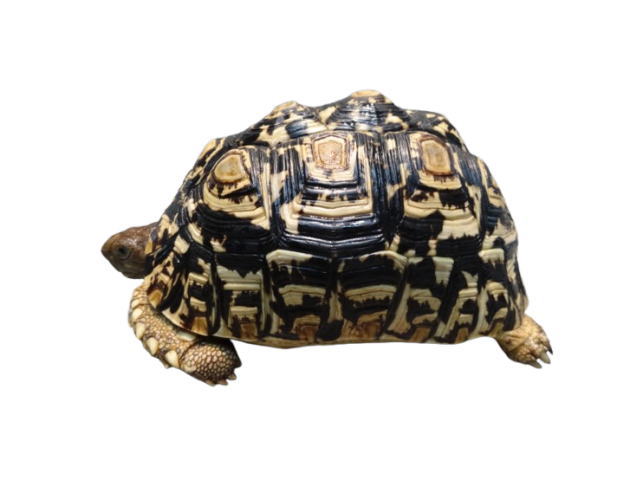 亀マニア絶賛ランキング BEST17 16位：ヒョウモンガメ（ヒョウモンリクガメ）