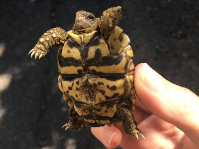 亀マニア絶賛ランキング BEST17 16位：ヒョウモンガメ（ヒョウモンリクガメ）