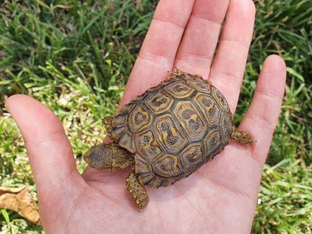 亀マニア絶賛ランキング BEST17 16位：ヒョウモンガメ（ヒョウモンリクガメ）