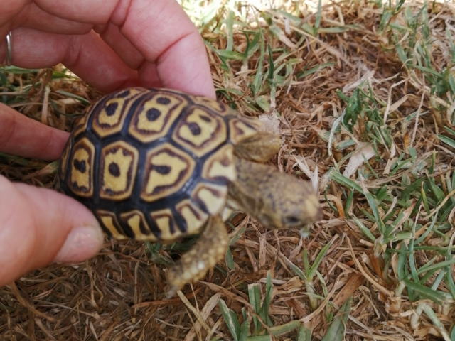 亀マニア絶賛ランキング BEST17 16位：ヒョウモンガメ（ヒョウモンリクガメ）