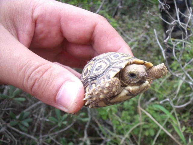 亀マニア絶賛ランキング BEST17 16位：ヒョウモンガメ（ヒョウモンリクガメ）