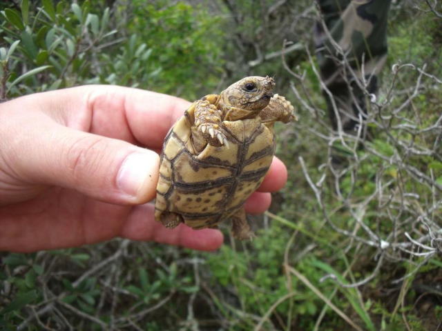 亀マニア絶賛ランキング BEST17 16位：ヒョウモンガメ（ヒョウモンリクガメ）