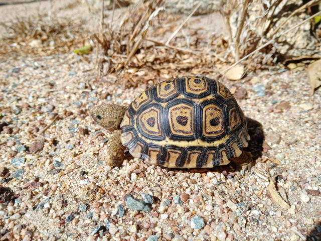 亀マニア絶賛ランキング BEST17 16位：ヒョウモンガメ（ヒョウモンリクガメ）