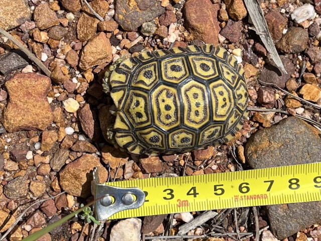 亀マニア絶賛ランキング BEST17 16位：ヒョウモンガメ（ヒョウモンリクガメ）