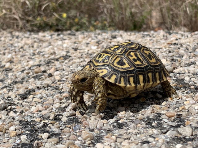 亀マニア絶賛ランキング BEST17 16位：ヒョウモンガメ（ヒョウモンリクガメ）