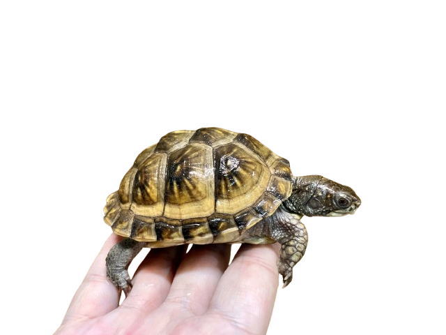 亀マニア絶賛ランキング BEST17 14位：ミツユビハコガメ