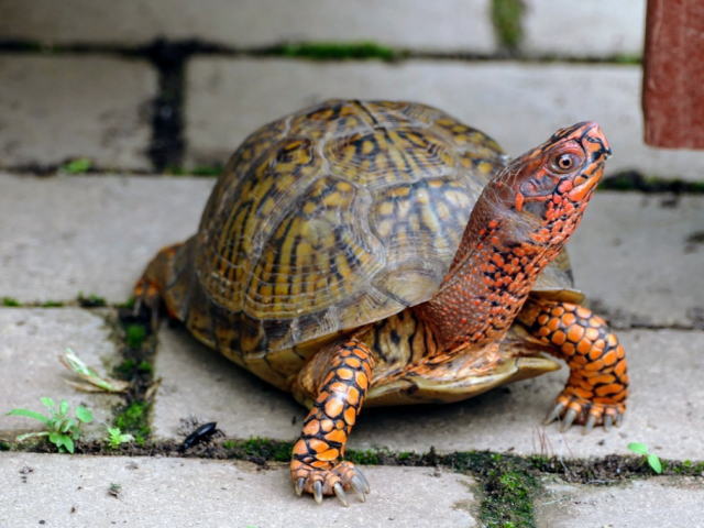 亀マニア絶賛ランキング BEST17 14位：ミツユビハコガメ