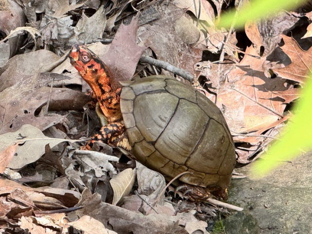 亀マニア絶賛ランキング BEST17 14位：ミツユビハコガメ