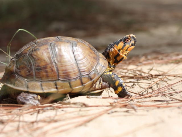 亀マニア絶賛ランキング BEST17 14位：ミツユビハコガメ