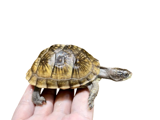 亀マニア絶賛ランキング BEST17 14位：ミツユビハコガメ