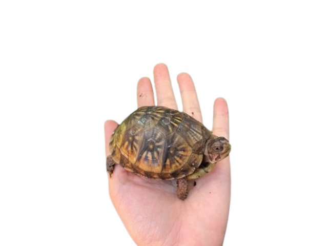 亀マニア絶賛ランキング BEST17 14位：ミツユビハコガメ