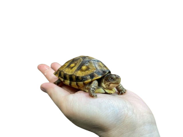 亀マニア絶賛ランキング BEST17 14位：ミツユビハコガメ