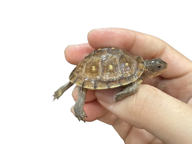 亀マニア絶賛ランキング BEST17 14位：ミツユビハコガメ