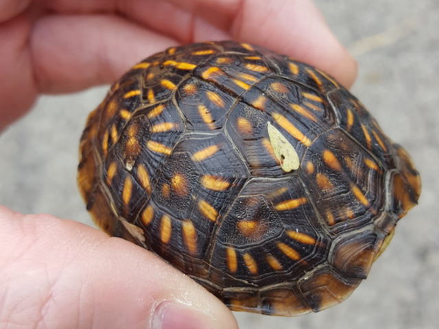 亀マニア絶賛ランキング BEST17 14位：ミツユビハコガメ