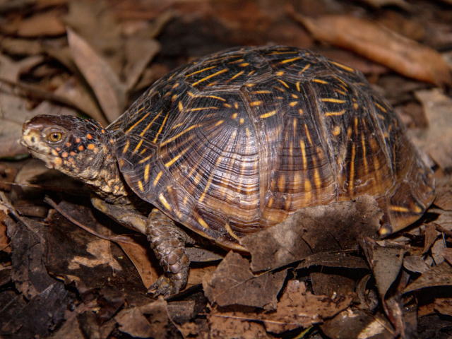 亀マニア絶賛ランキング BEST17 14位：ミツユビハコガメ