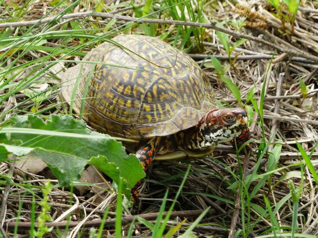 亀マニア絶賛ランキング BEST17 14位：ミツユビハコガメ