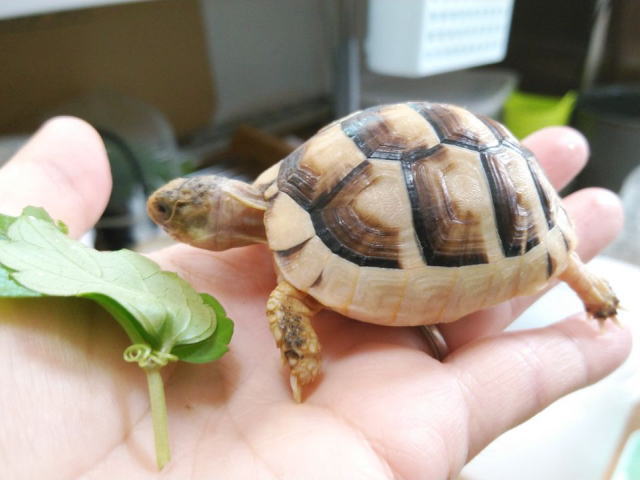 カフェで癒される（飲食＋ふれあい体験）