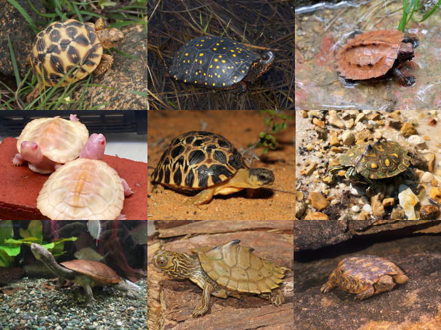 新しい家族を迎えます（カメ生体販売）