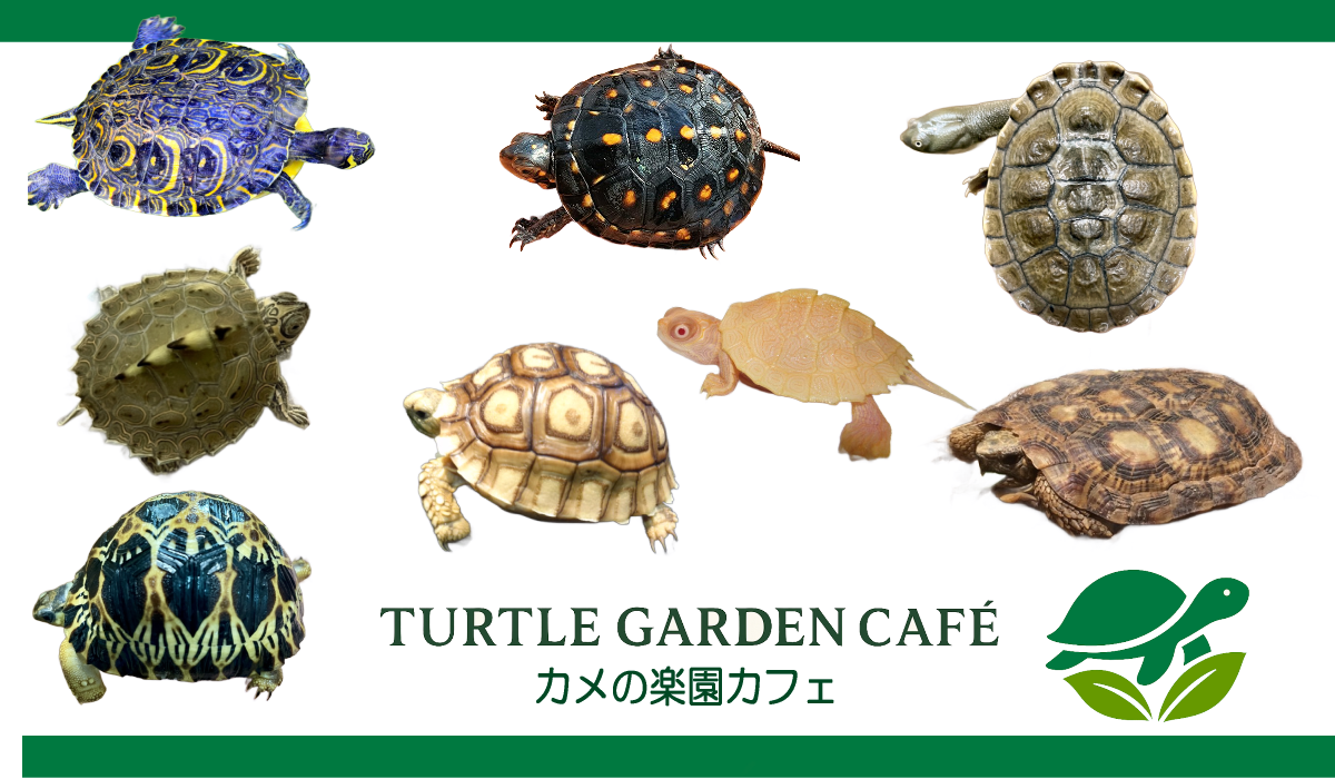 Turtle Garden Café - カメの楽園カフェ -